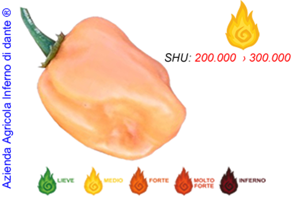 Habanero Salmon