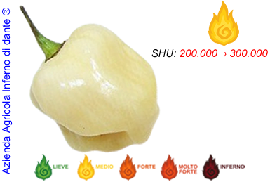 Habanero White