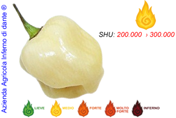 Habanero White