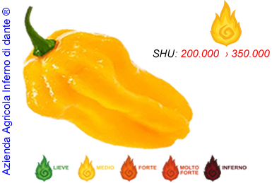 Habanero Yellow
