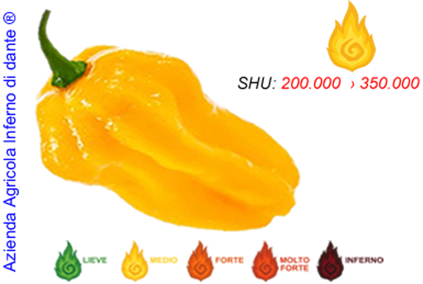 Habanero Yellow