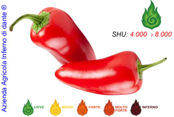 Jalapeño Red