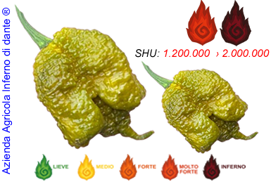 Mustard Moruga Brain