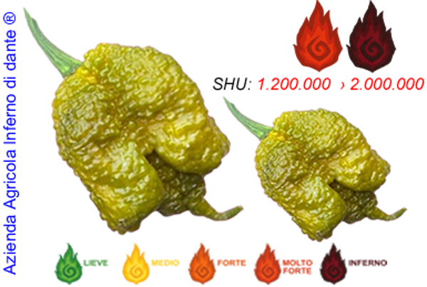 Mustard Moruga Brain