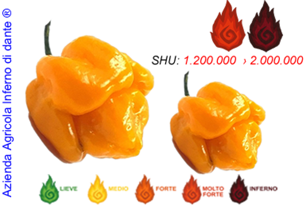 Moruga Yellow