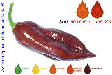 Naga Chocolate