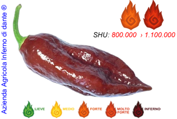 Naga Chocolate
