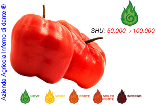 Rocoto Big Apple