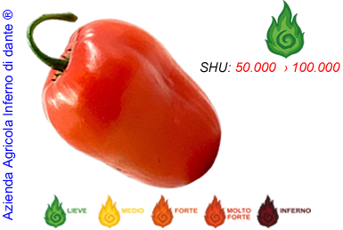 Rocoto Manzano
