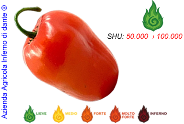 Rocoto Manzano