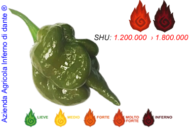 Trinidad Moruga Scorpion Green