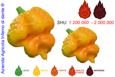 Trinidad Moruga Scorpion Yellow