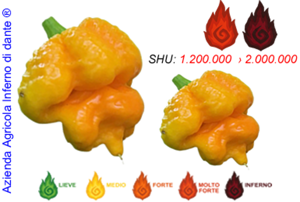 Trinidad Moruga Scorpion Yellow