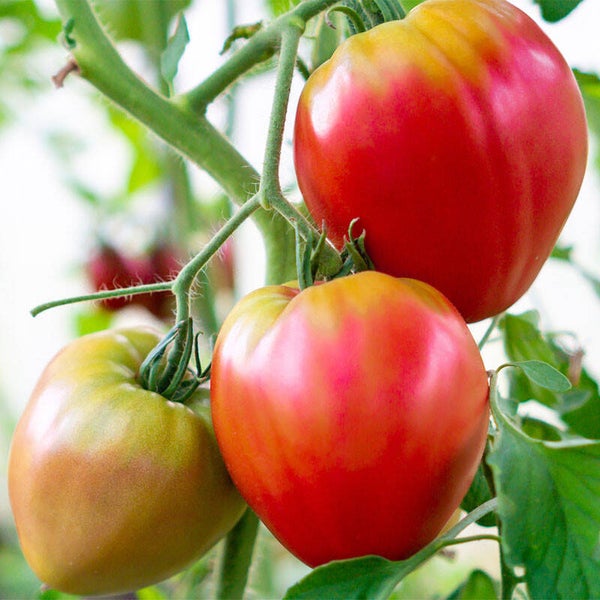tomate