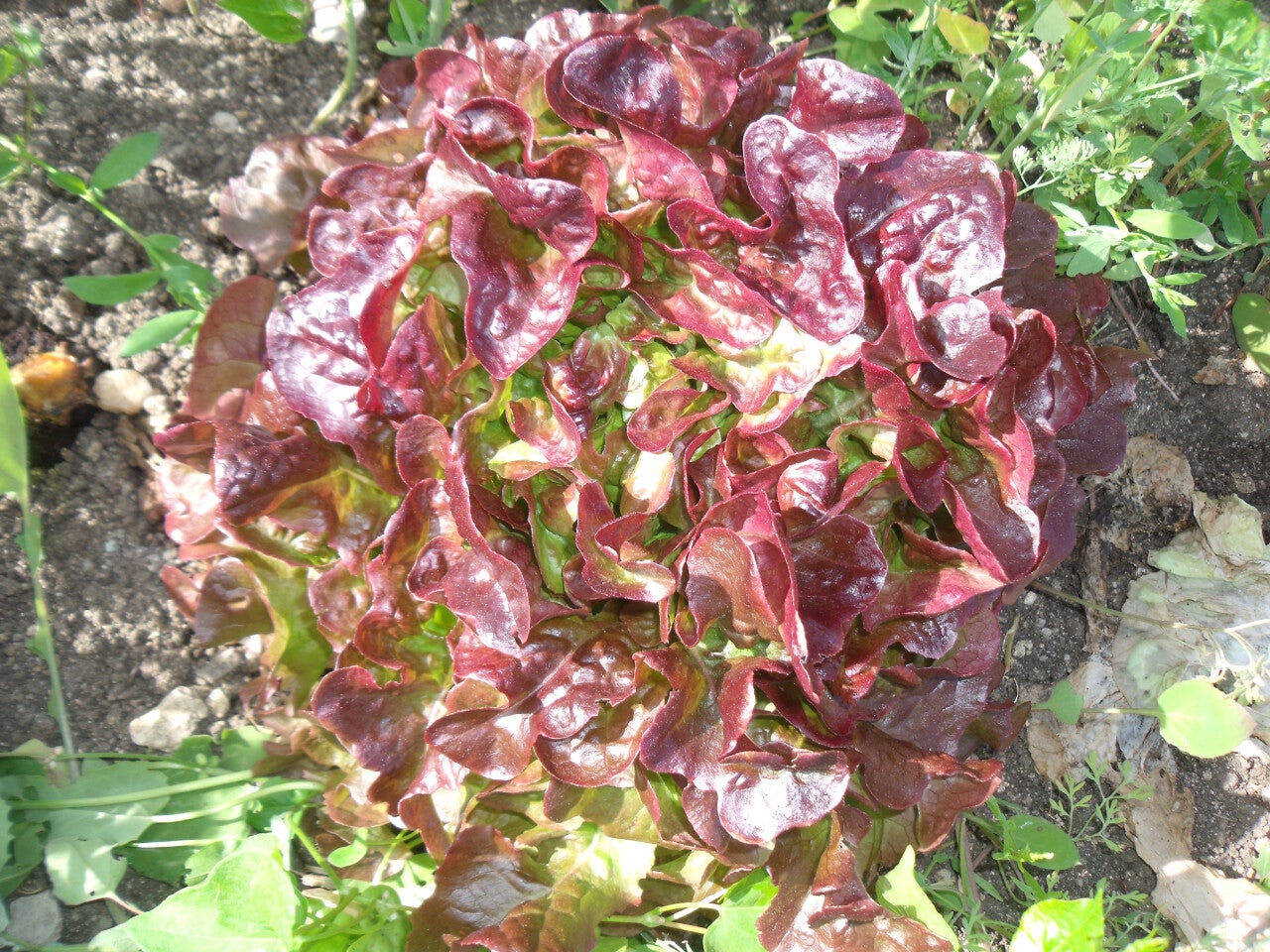 feuille de chêne rouge