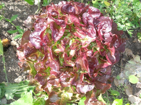 feuille de chêne rouge