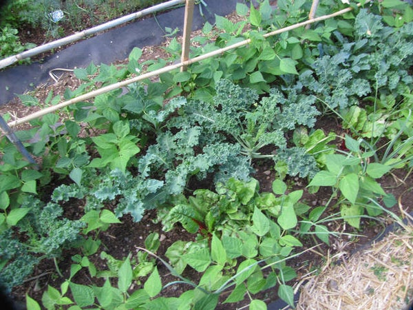 chou kale (frisé) en botte