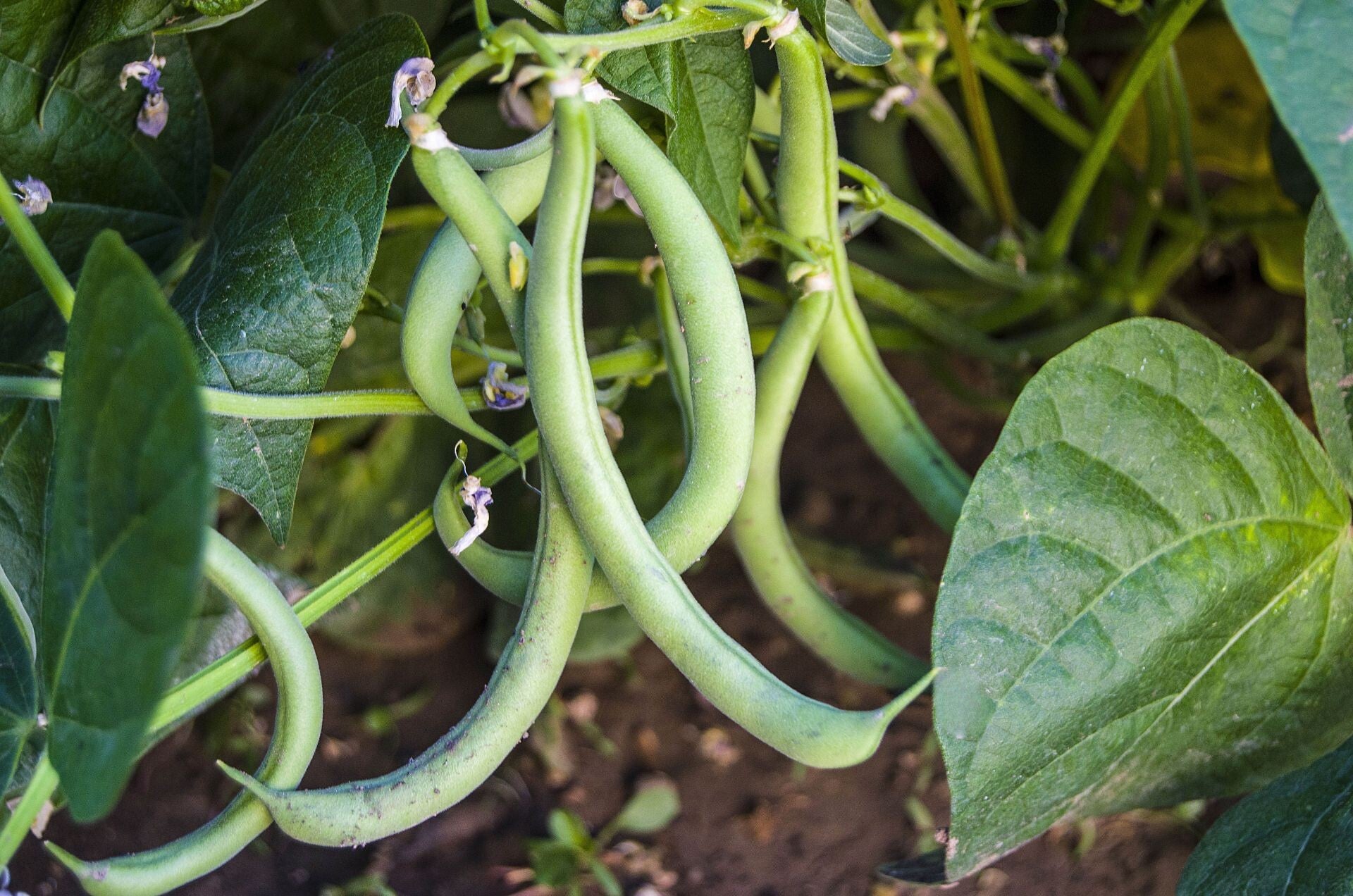 haricot vert princesse sans fil