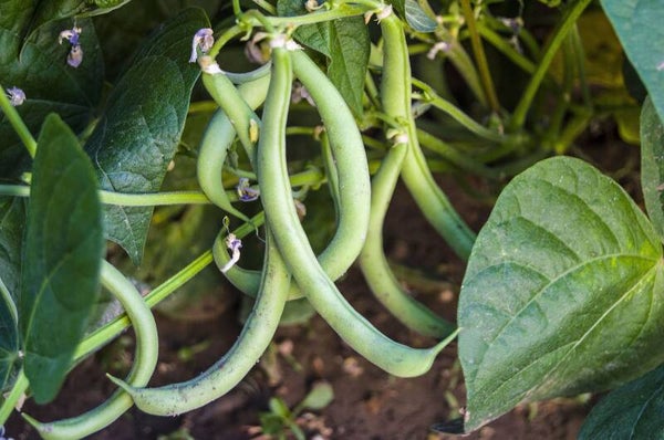 haricot vert princesse sans fil