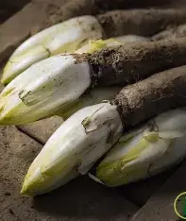 endives chicon  au kilo