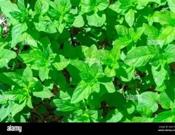 menthe  bouquet