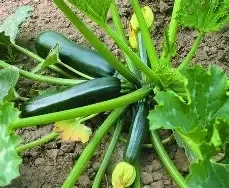 courgettes verte