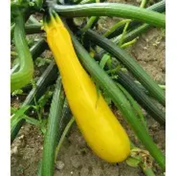 courgette jaune