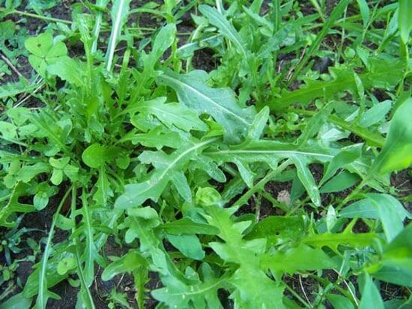Roquette par 200 grammes