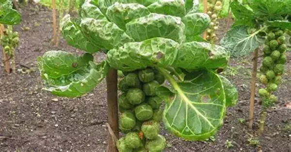 chou de Bruxelles au kilo