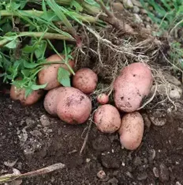 pomme de terre désirée  au kilo