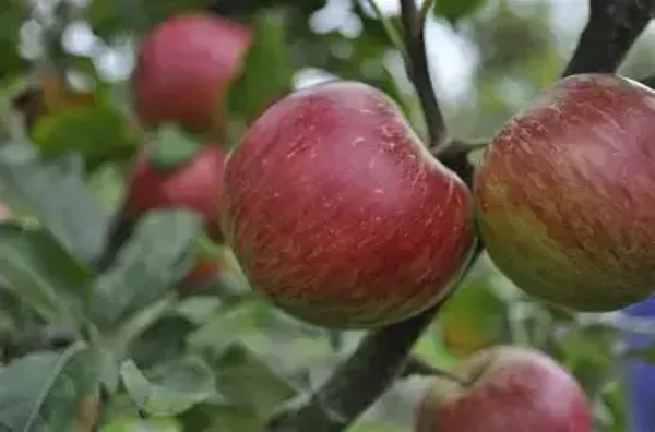 pomme  du verger  au kilo