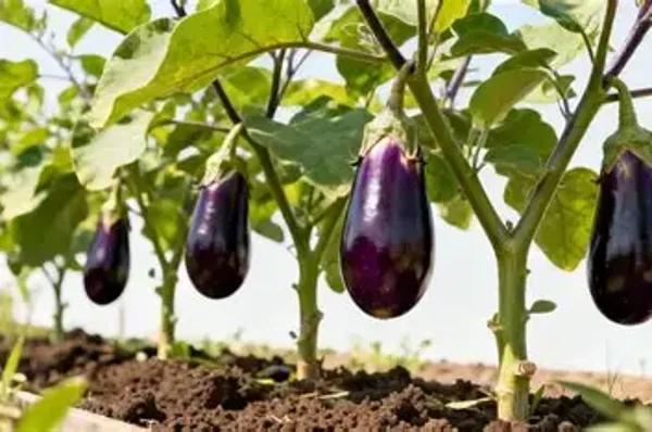 aubergine traditionnelle