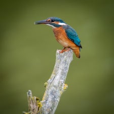 _dsc9221.jpg