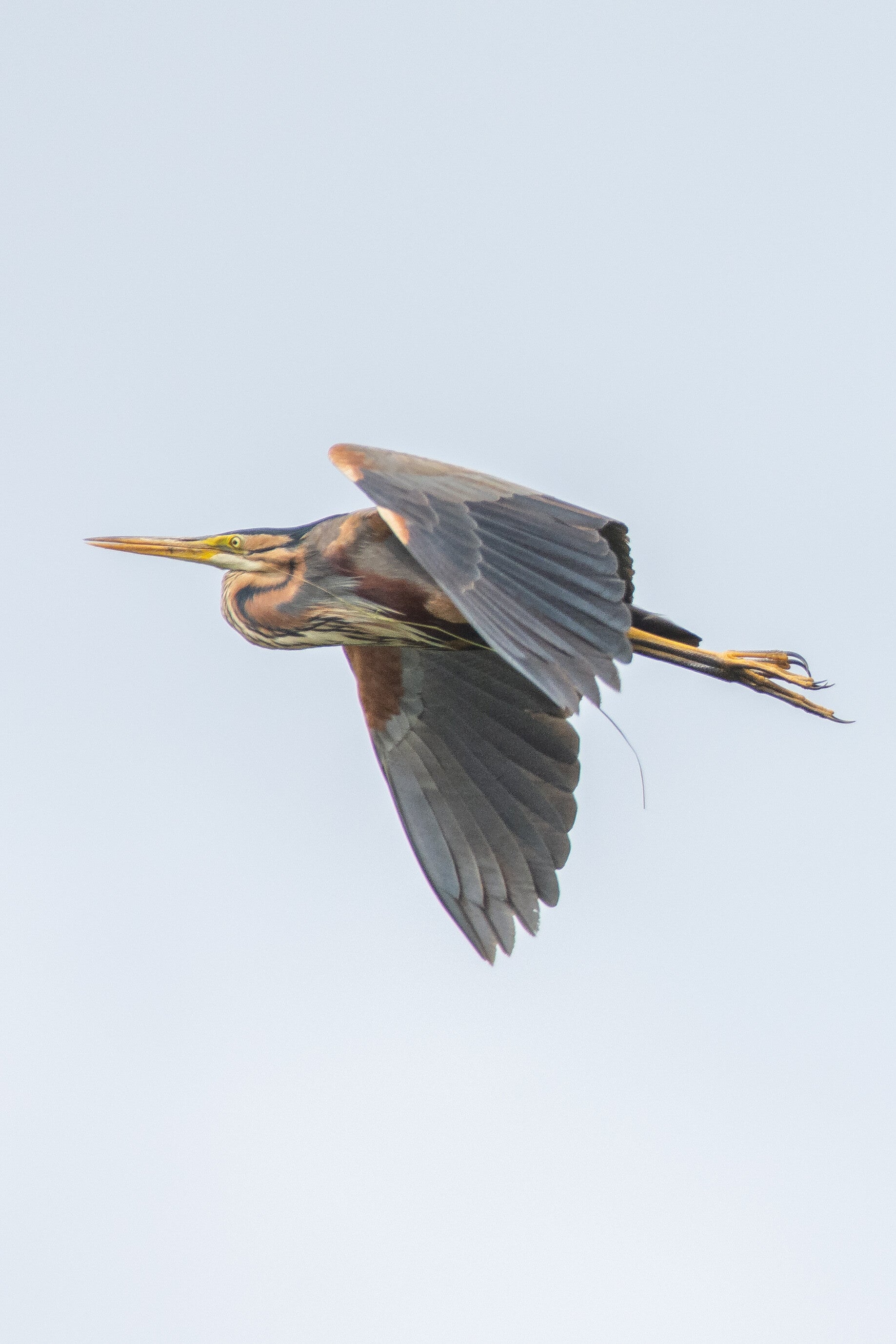 dsc_05181.jpg