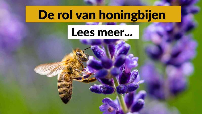 De rol van honingbijen - Pure Honey