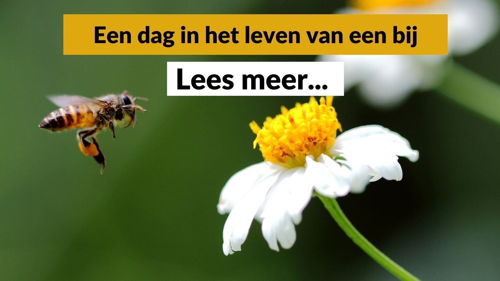 Een dag in het leven van een bij - Pure Honey