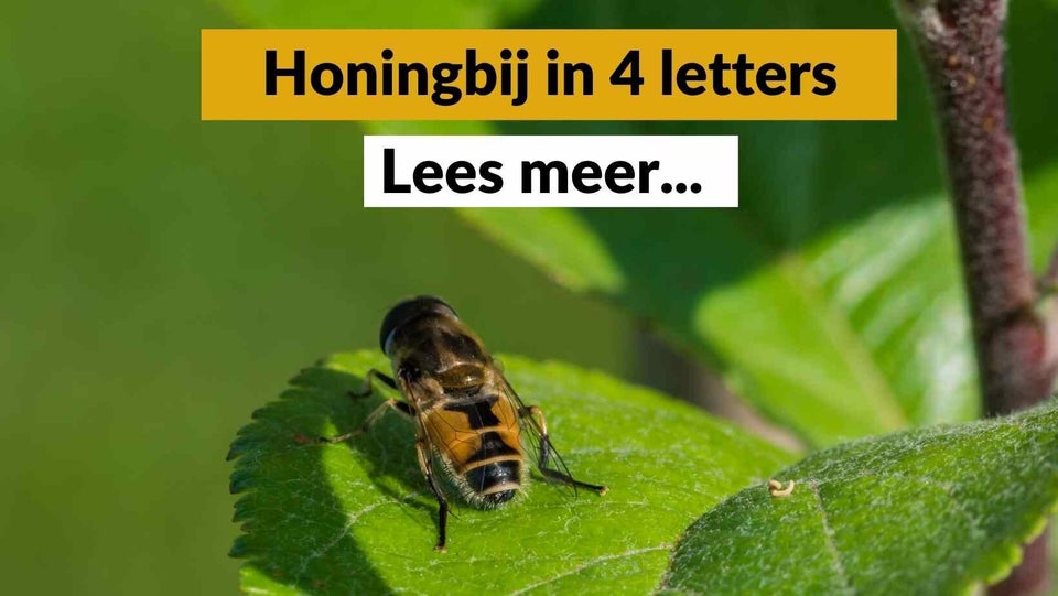 Honingbij in 4 letters - verbinding met puzzelwoorden