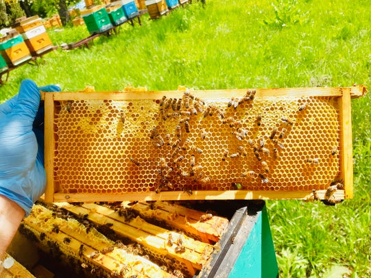 Bijenkast met honing
