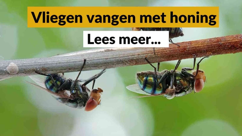 Hoe houd je vliegen buiten met lavendelzakjes Hoe houd je vliegen buiten met lavendelzakjes