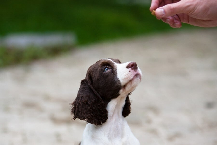 Julien Delsus, éducateur canin proche de Dax dans les Landes, qui fait un cours sur l’éducation de base pour les chiots