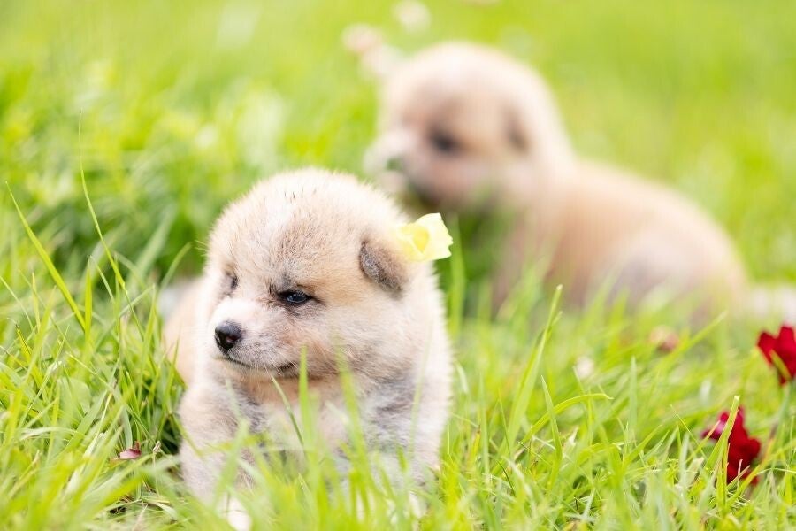 Petit chiot dans un champ pendant ses premiers apprentissages et sa socialisation