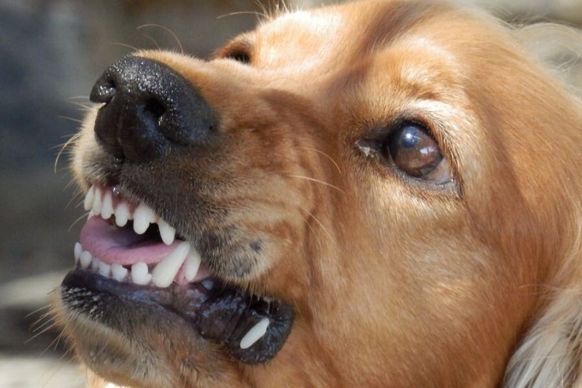 Chien agressif
