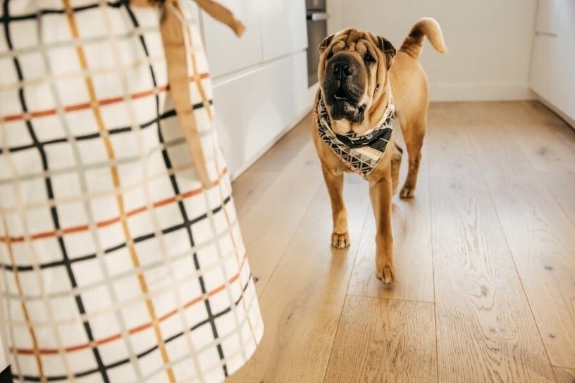 Chien anxieux à la vue du départ de son maître