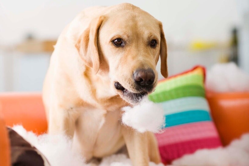 Labrador qui détruit un canapé