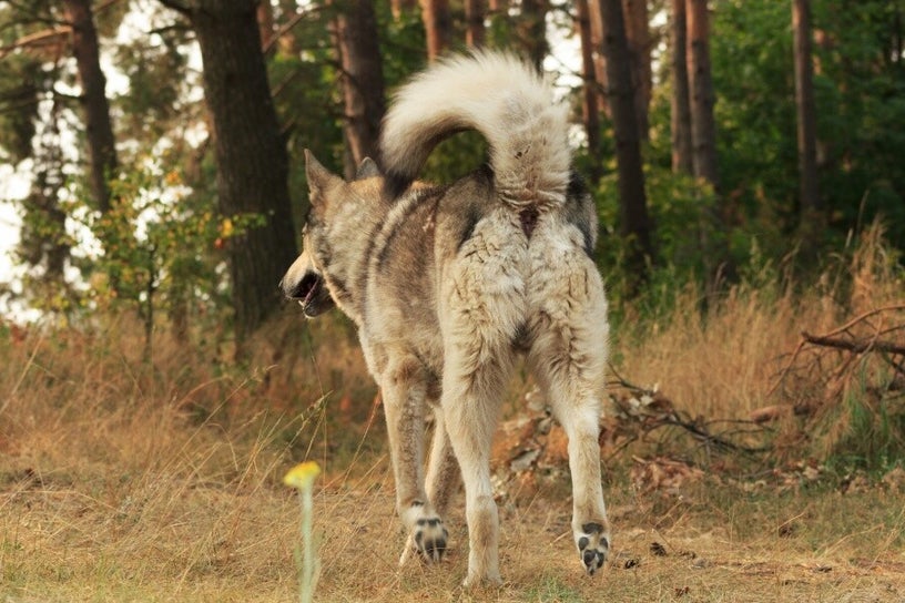 Husky qui fugue