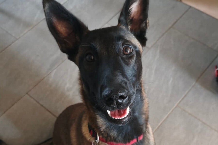 Malinois attentif dans une maison