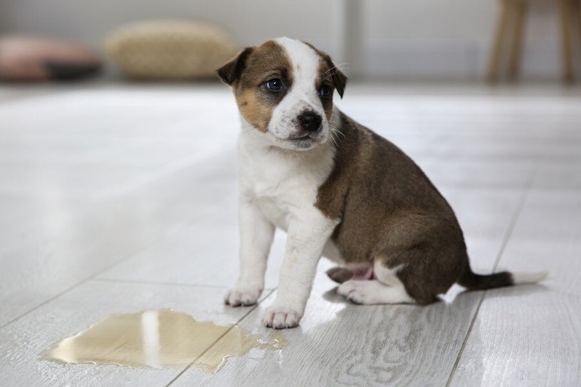 Chiot qui a fait pipi en intérieur