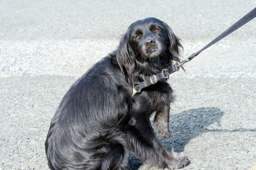 Chien apeuré en extérieur