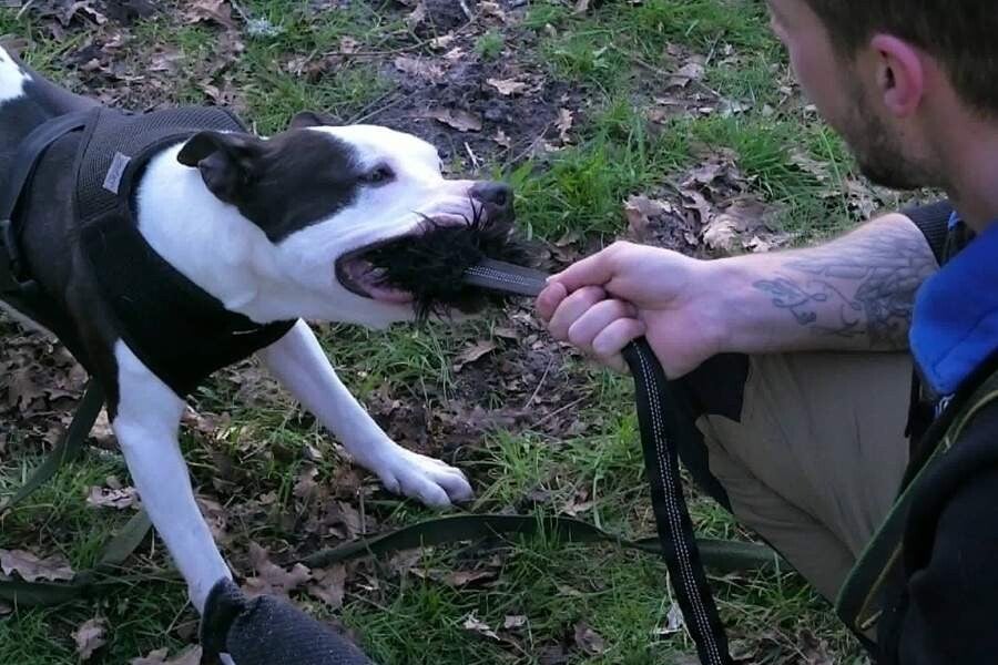 Chien qui joue et qui est excité