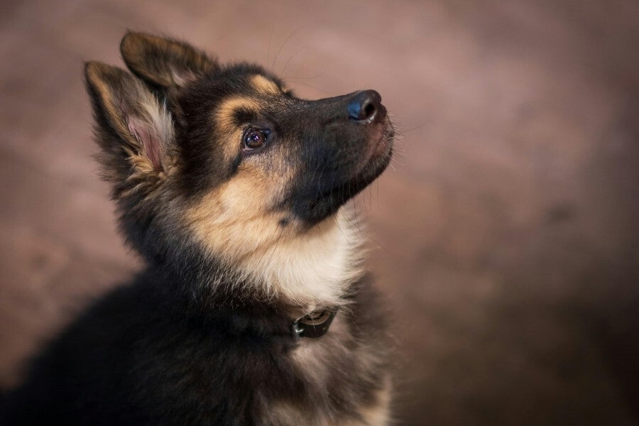 Chiot berger allemand attentif et à l’écoute